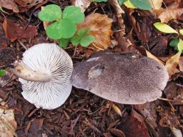 Tricholoma atrosquamosum
