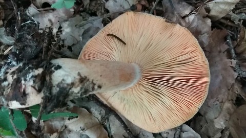 Lactarius deliciosus