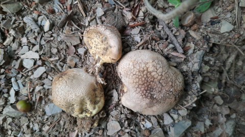 Scleroderma cepa
