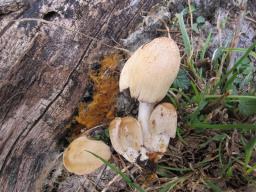 Coprinellus domesticus