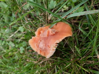 Cuphophyllus pratensis