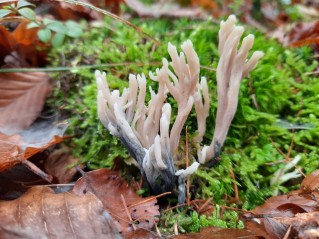 Clavulina cinerea