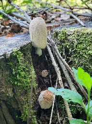 Coprinellus domesticus