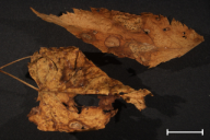 Ochropsora ariae