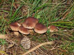 Tricholoma imbricatum