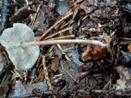 Baeospora myosura