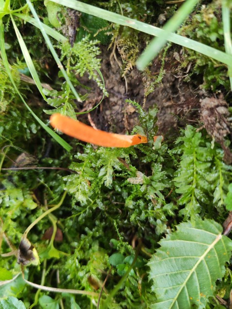 Cordyceps militaris