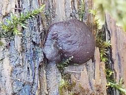 Pachyella violaceonigra