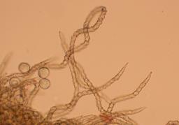 Trichia varia