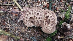 Sarcodon imbricatus