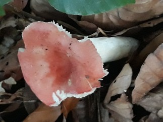 Russula silvestris