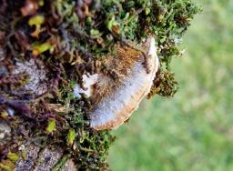 Trametes trogii