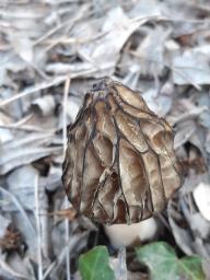 Morchella semilibera