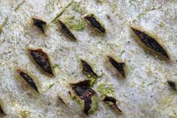 Sillia ferruginea