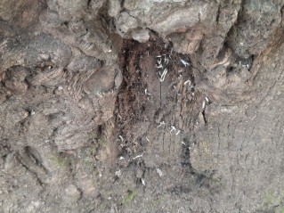 Xylaria hypoxylon