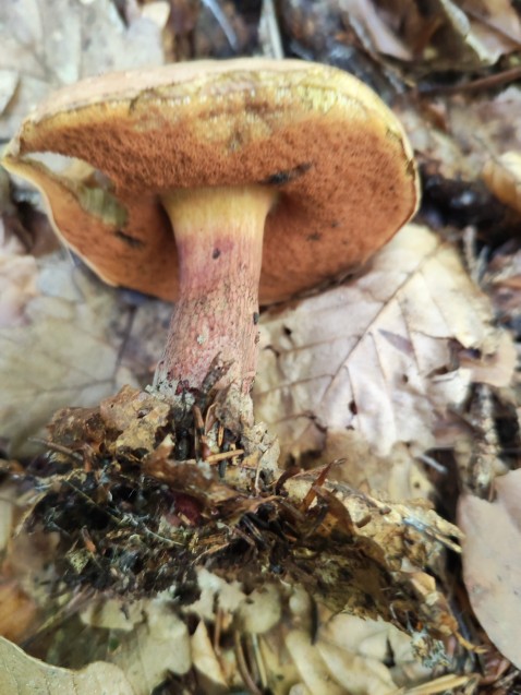 Suillellus luridus