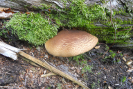 Tapinella atrotomentosa