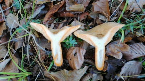 Lactarius deliciosus