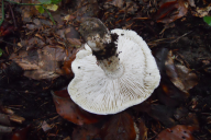 Tricholoma sejunctum