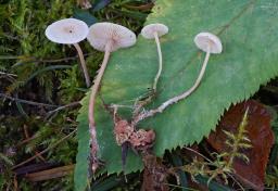 Collybia cookei