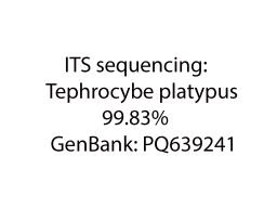 Tephrocybe platypus