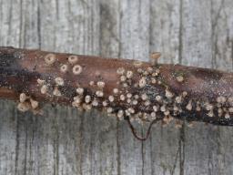 Brunnipila clandestina