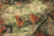 Nectria cinnabarina