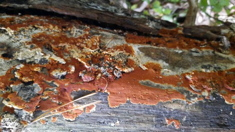 Gloeoporus taxicola