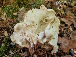 Osteina obducta