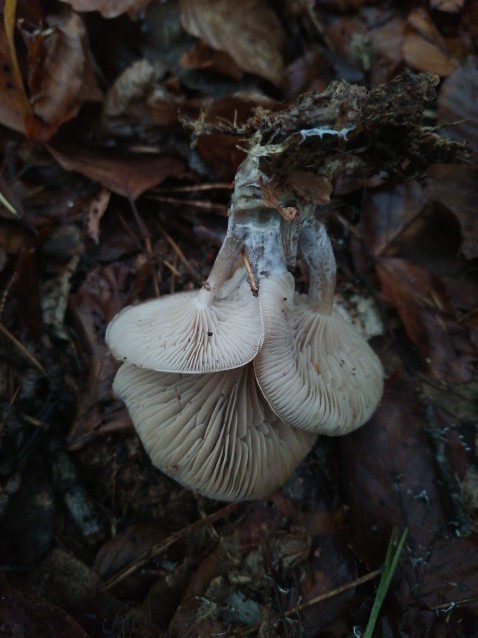 Ampulloclitocybe clavipes
