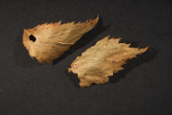 Ochropsora ariae