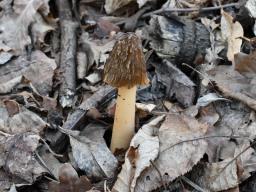 Verpa bohemica