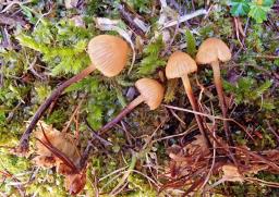 Galerina atkinsoniana