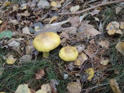 Tricholoma equestre