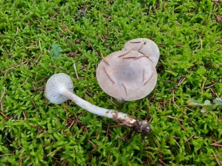 Hygrophorus agathosmus