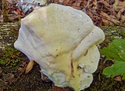 Tyromyces chioneus