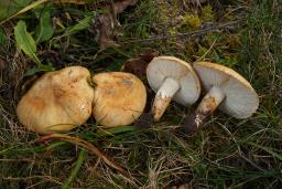 Chamaemyces fracidus