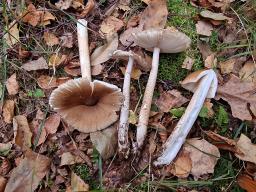 Amanita spadicea