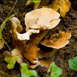 Crepidotus autochthonus