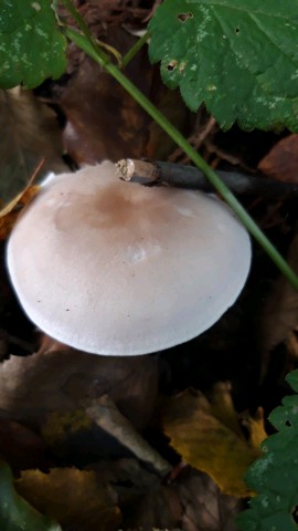 Lepista glaucocana