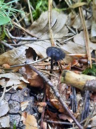 Auriscalpium vulgare