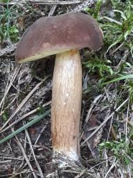 Imleria badia