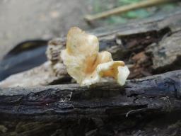 Neofavolus suavissimus