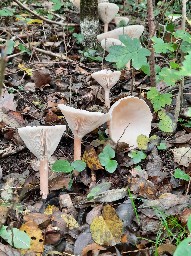 Infundibulicybe geotropa