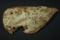 Uromyces appendiculatus