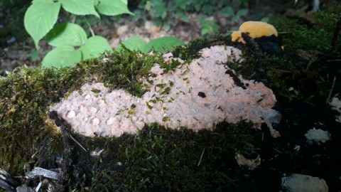 Rhodonia placenta