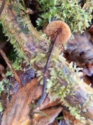 Macrocystidia cucumis