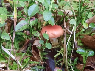 Gomphidius roseus