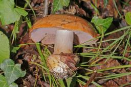 Calonarius arcuatorum