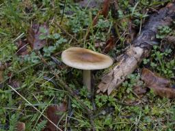 Melanoleuca cognata